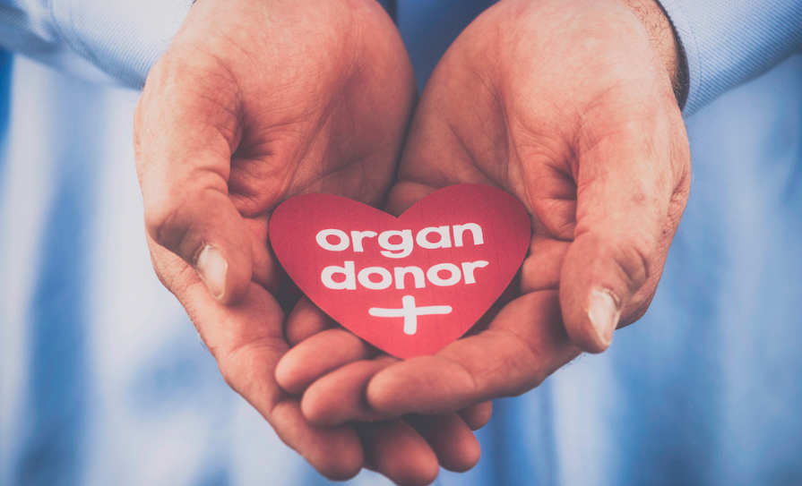 organ donor